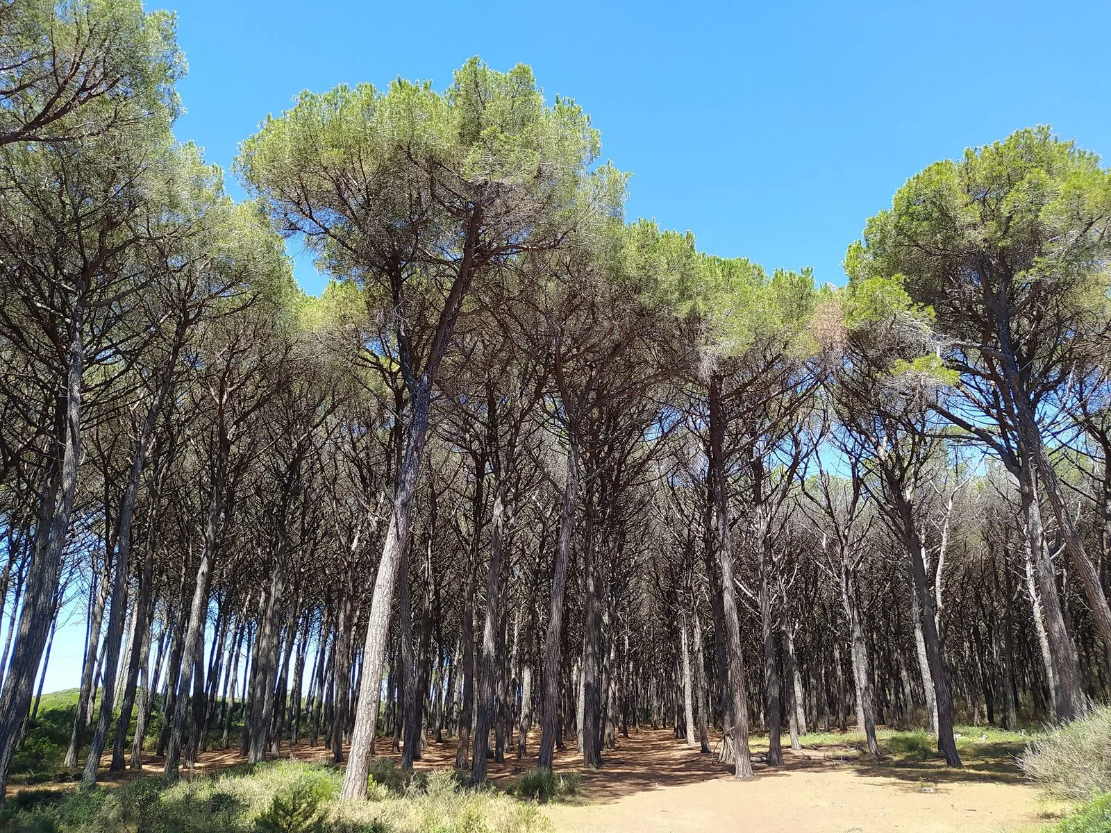 Pini domestici dalle chiome a ombrello nella pineta di Le Gorette, Riserva naturale Tomboli di Cecina, sotto un cielo sereno
