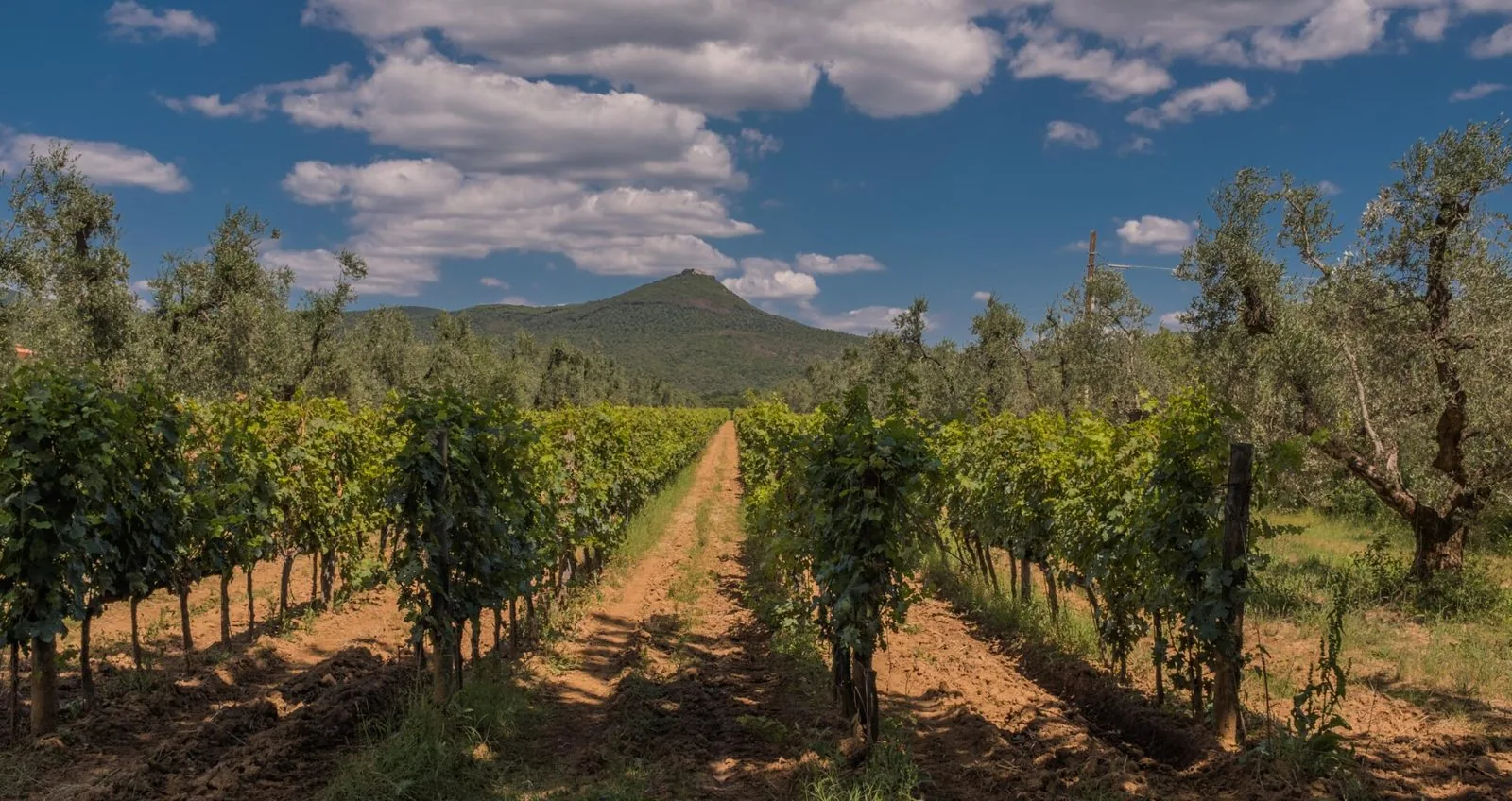 Filari di vite tra gli ulivi nella zona della DOC Bolgheri, con una collina boscosa sullo sfondo e un cielo azzurro con nuvole bianche
